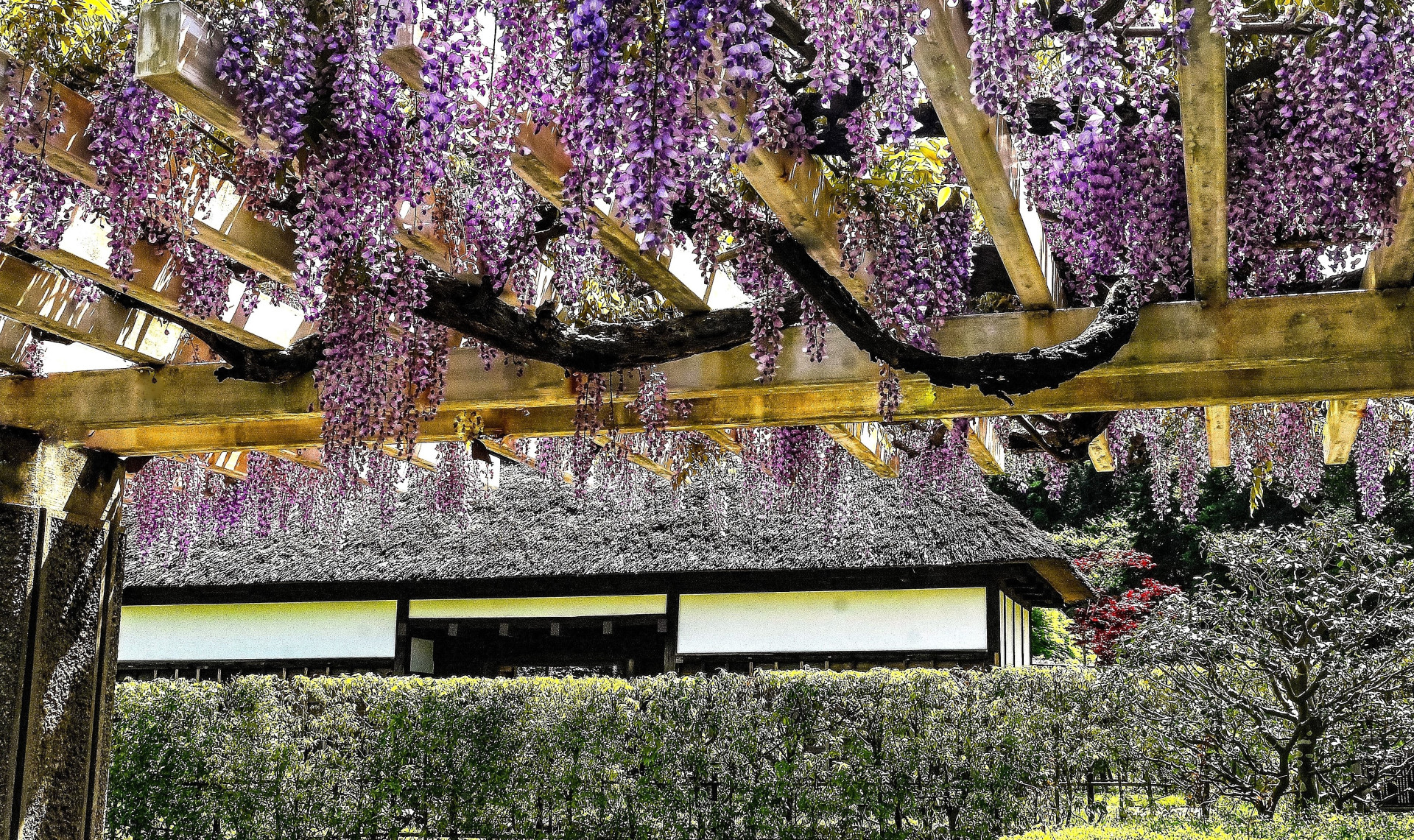 優美に咲き誇る藤の花を巡る旅～藤沢に息づく伝説と自然を訪ねて～【花のコラム】